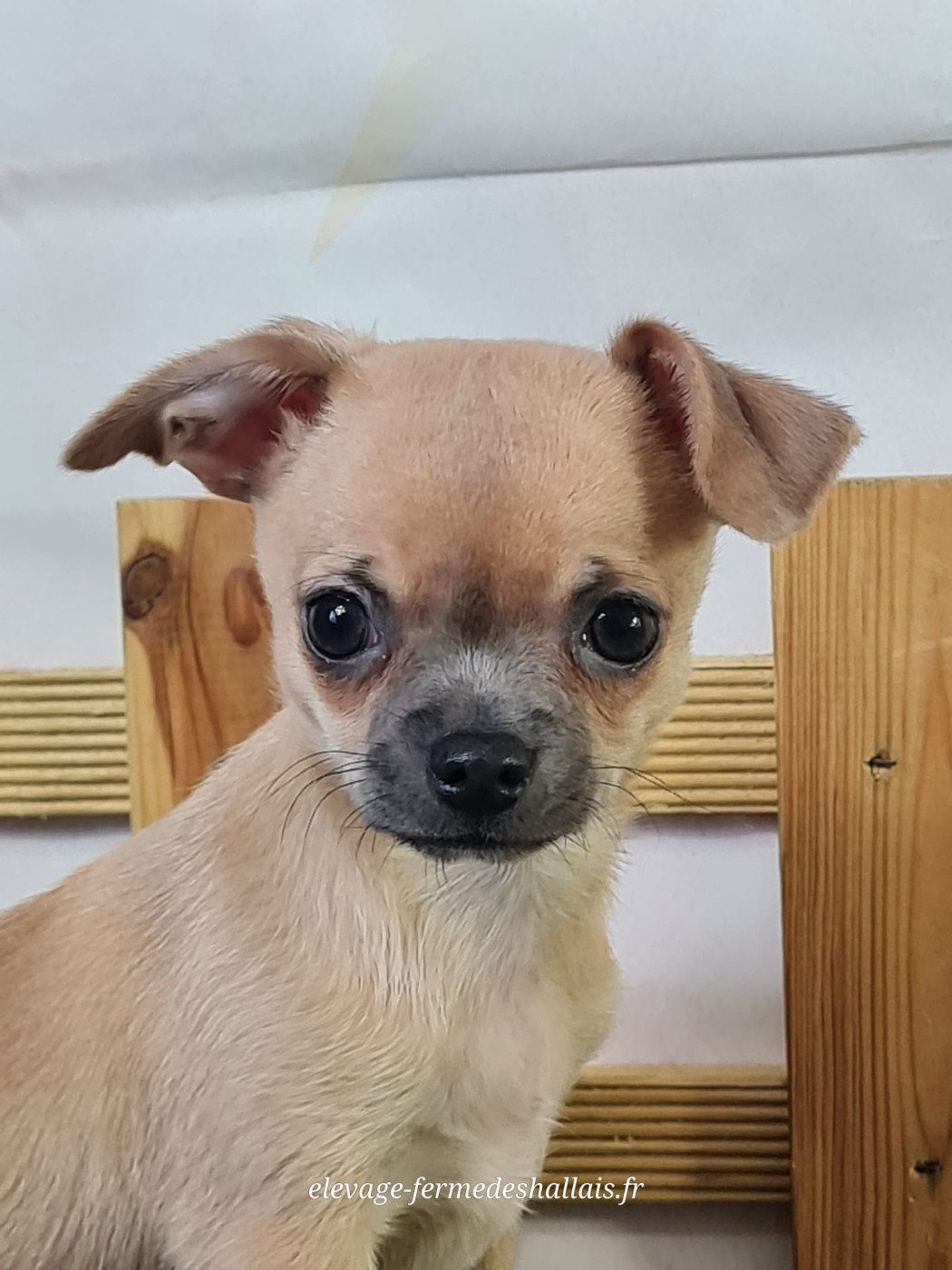 Du Mont De La Chenaie - Chiots disponibles - Chihuahua