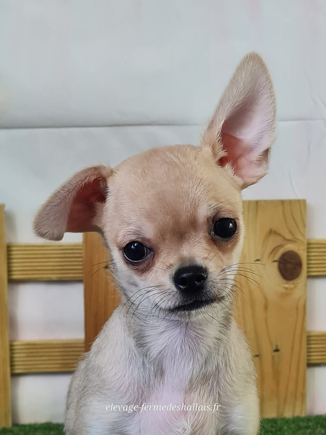 Du Mont De La Chenaie - Chiots disponibles - Chihuahua