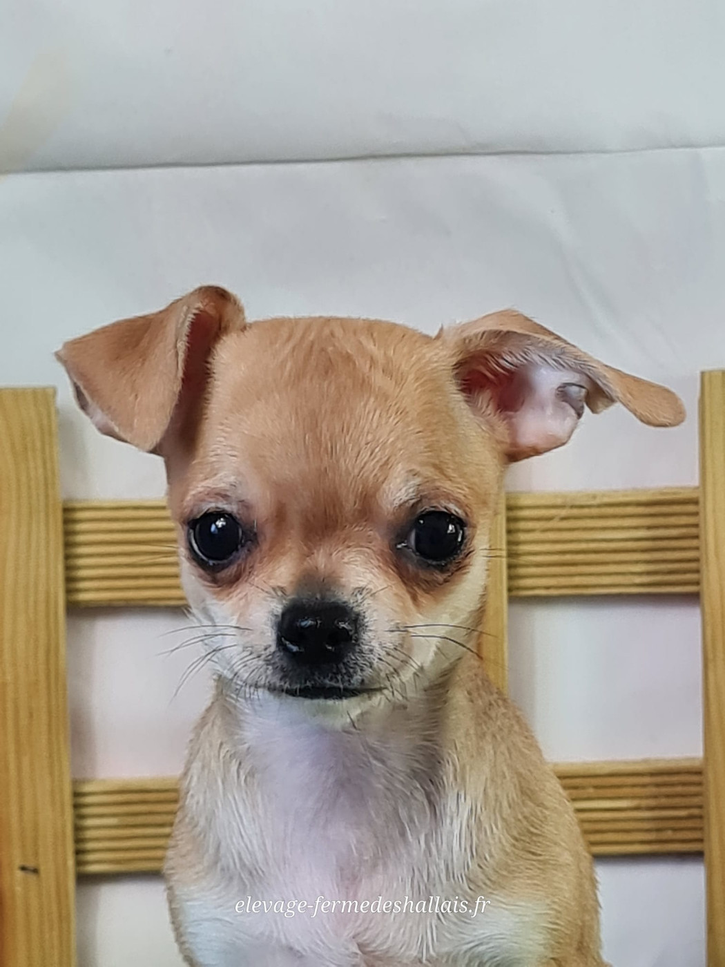 Du Mont De La Chenaie - Chiots disponibles - Chihuahua