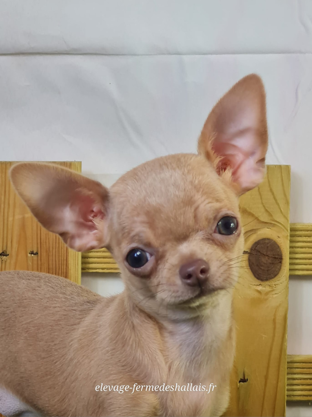Du Mont De La Chenaie - Chiots disponibles - Chihuahua