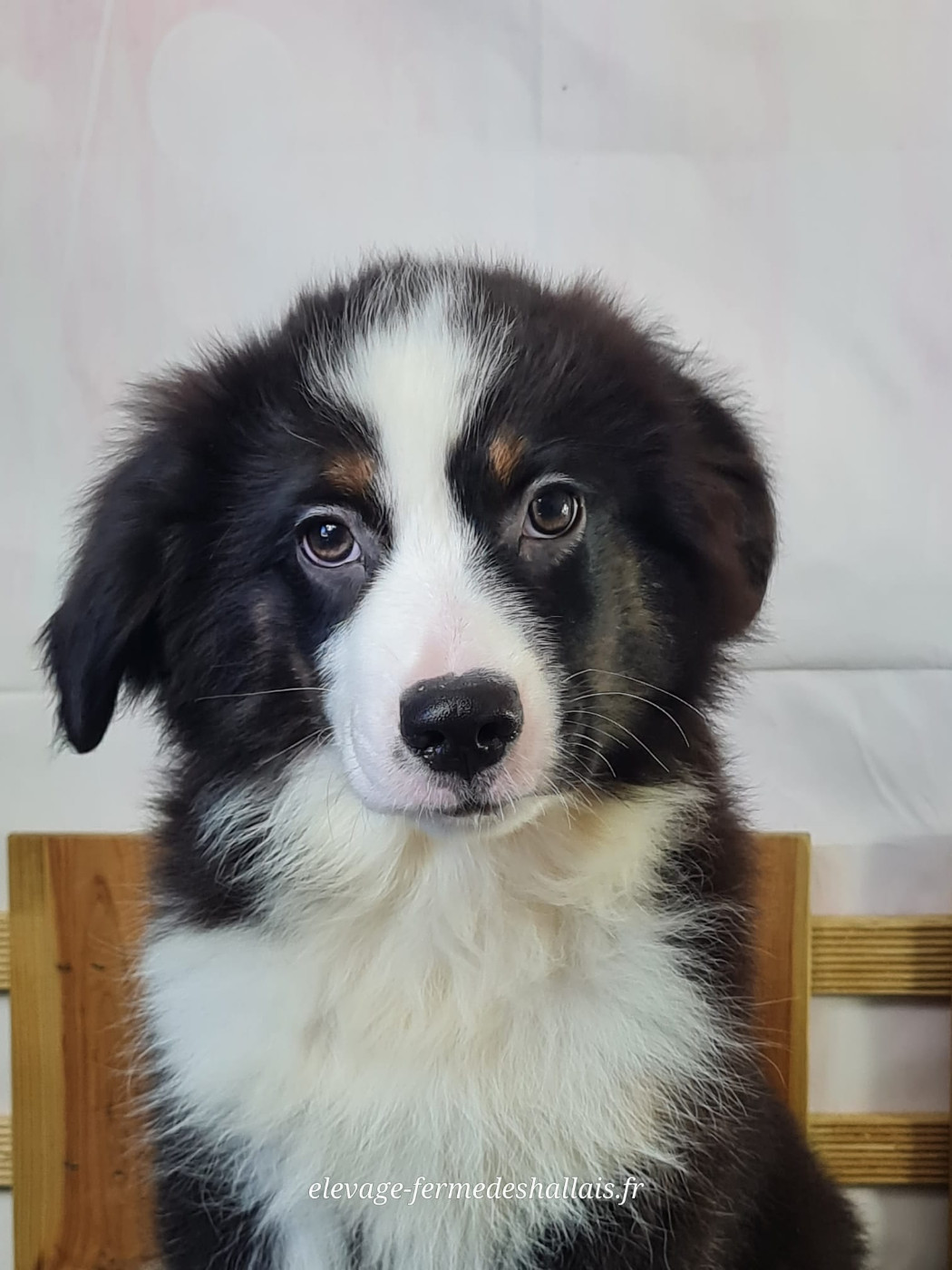 Du Mont De La Chenaie - Chiots disponibles - Berger Américain Miniature 