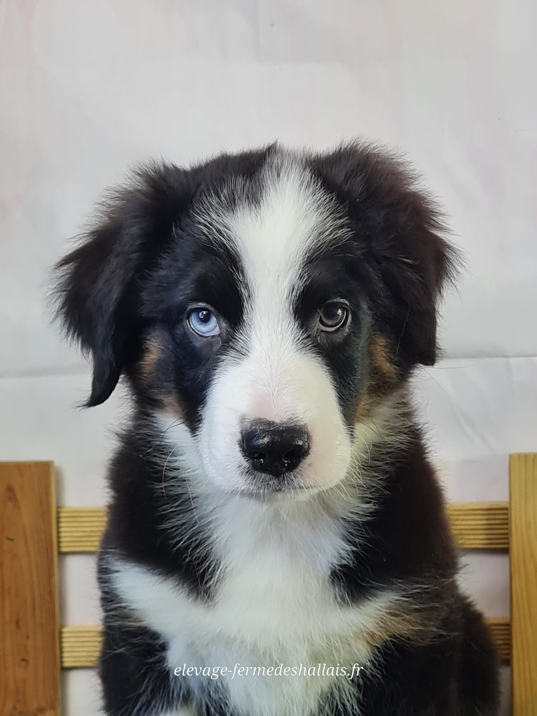 Du Mont De La Chenaie - Chiots disponibles - Berger Américain Miniature 