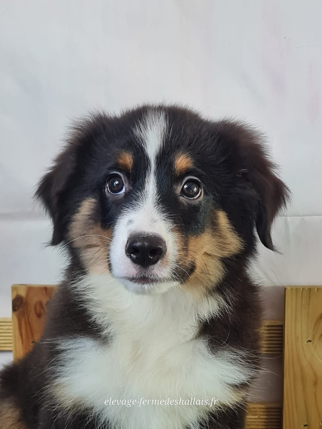 Du Mont De La Chenaie - Chiots disponibles - Berger Américain Miniature 