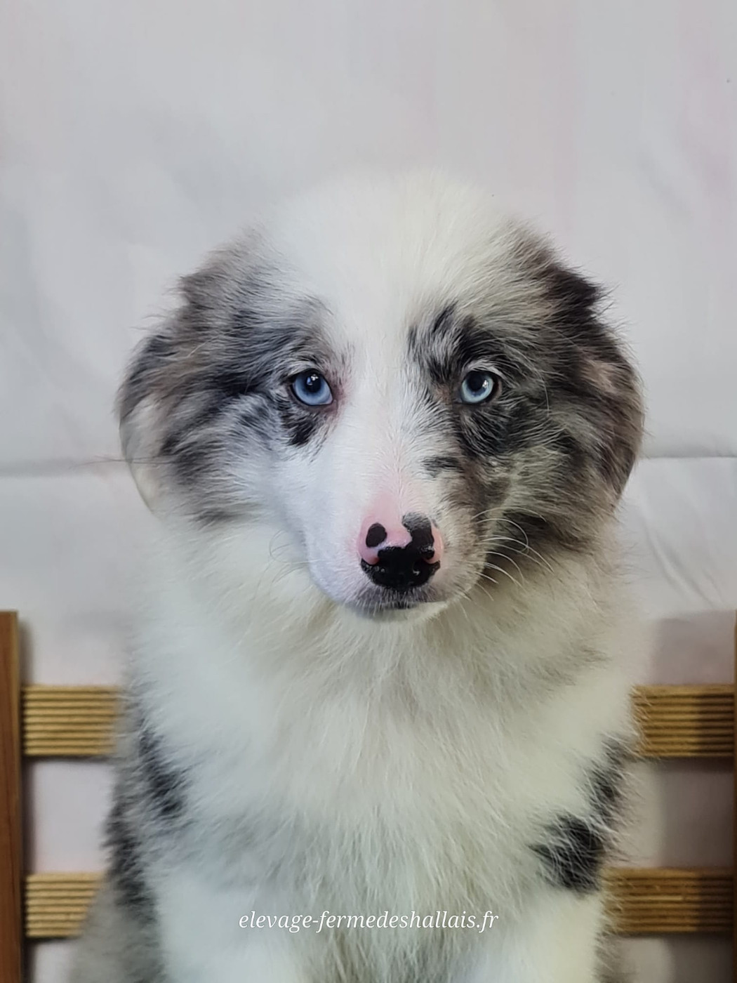 Du Mont De La Chenaie - Chiots disponibles - Berger Américain Miniature 