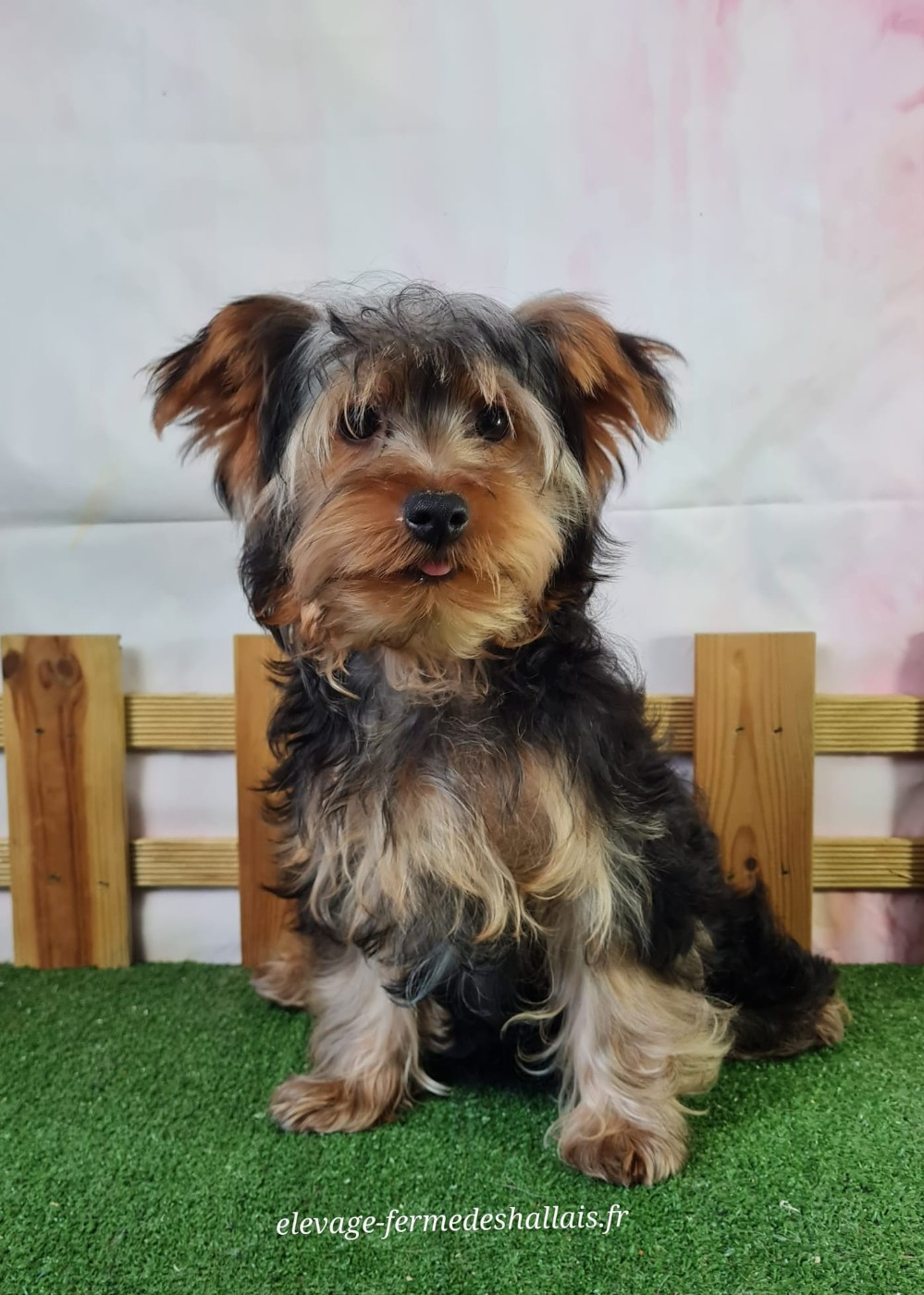 Du Mont De La Chenaie - Chiots disponibles - Yorkshire Terrier