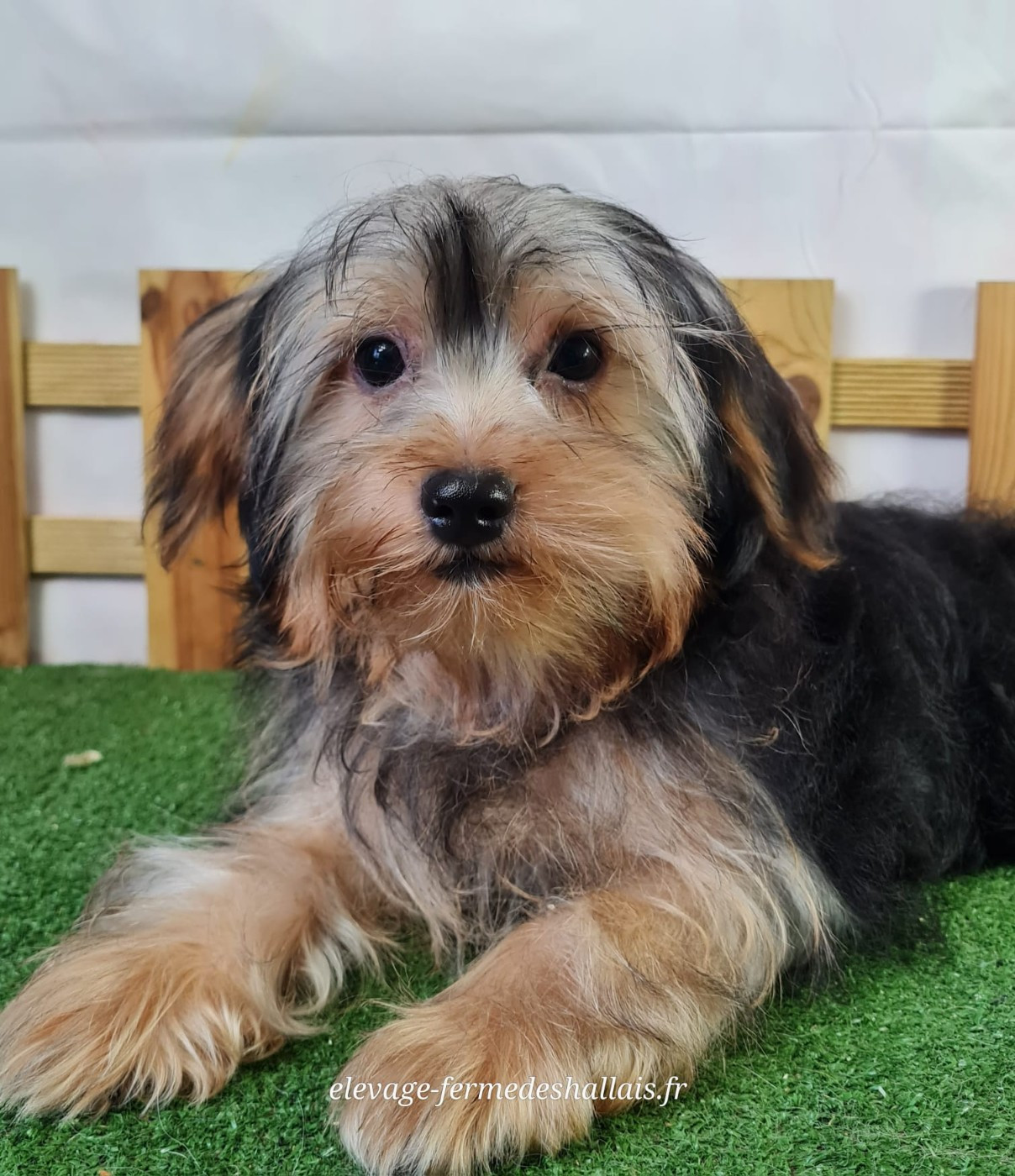 Du Mont De La Chenaie - Chiots disponibles - Yorkshire Terrier