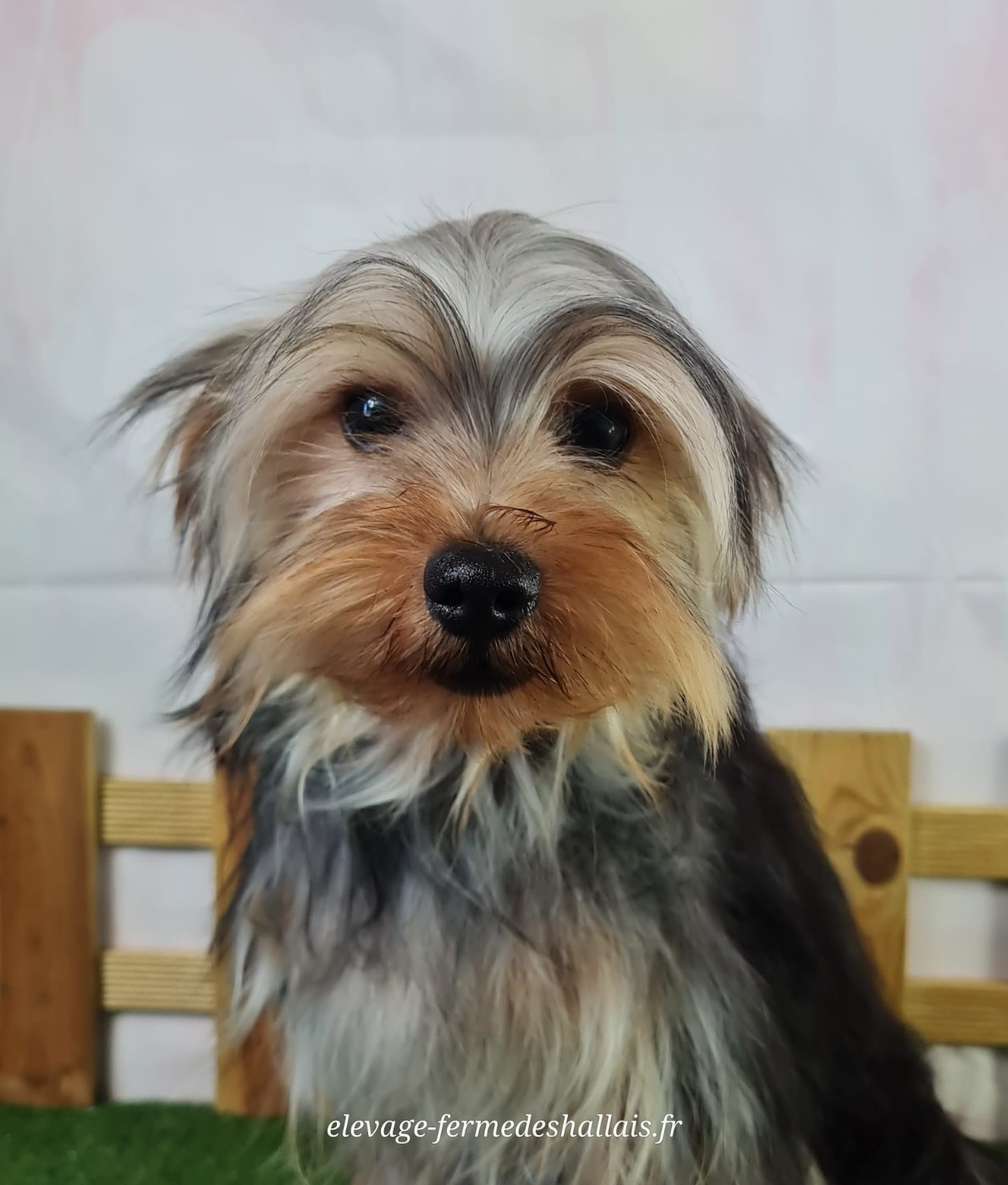 Du Mont De La Chenaie - Chiots disponibles - Yorkshire Terrier