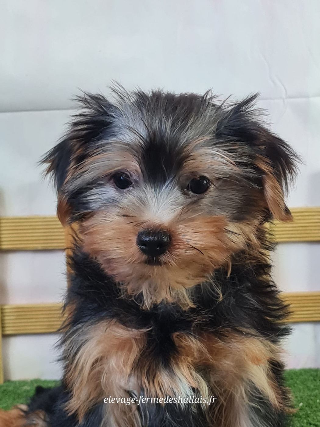 Du Mont De La Chenaie - Chiots disponibles - Yorkshire Terrier