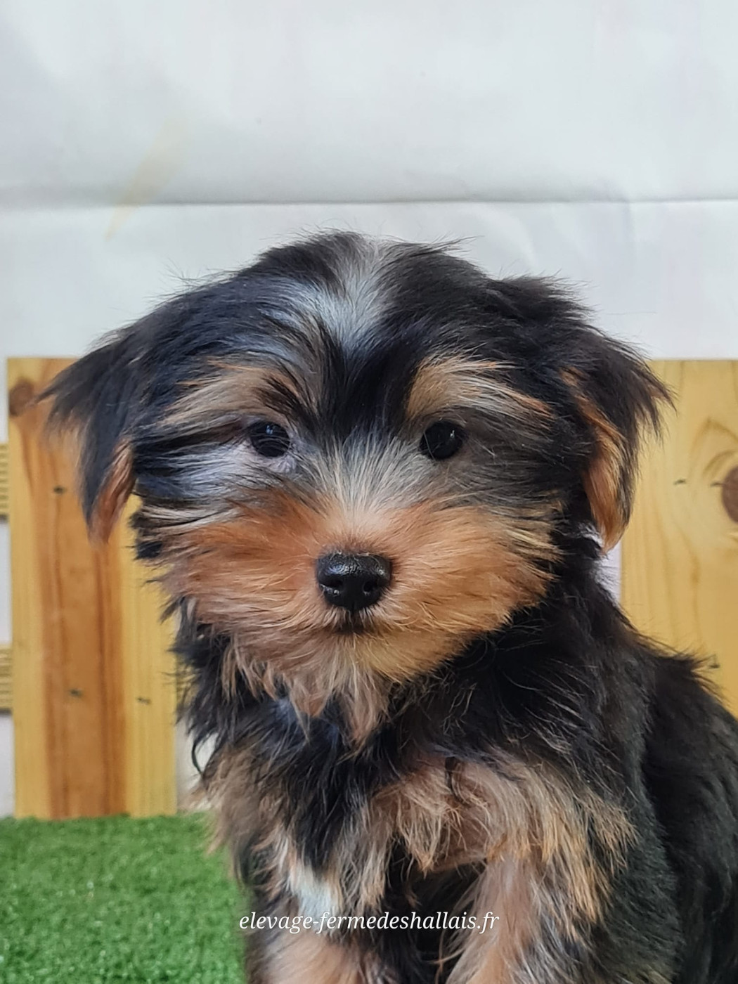 Du Mont De La Chenaie - Chiots disponibles - Yorkshire Terrier