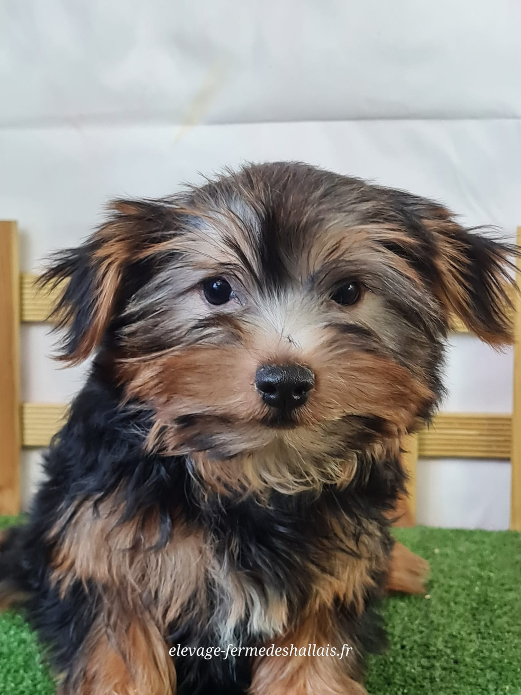 Du Mont De La Chenaie - Chiots disponibles - Yorkshire Terrier