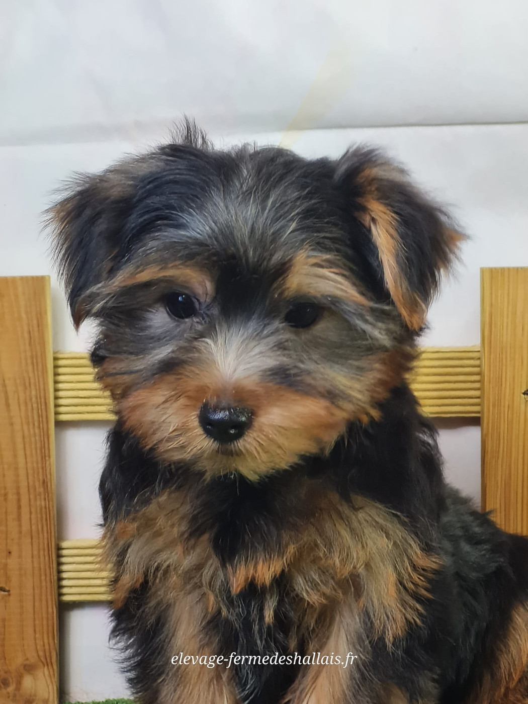 Du Mont De La Chenaie - Chiots disponibles - Yorkshire Terrier
