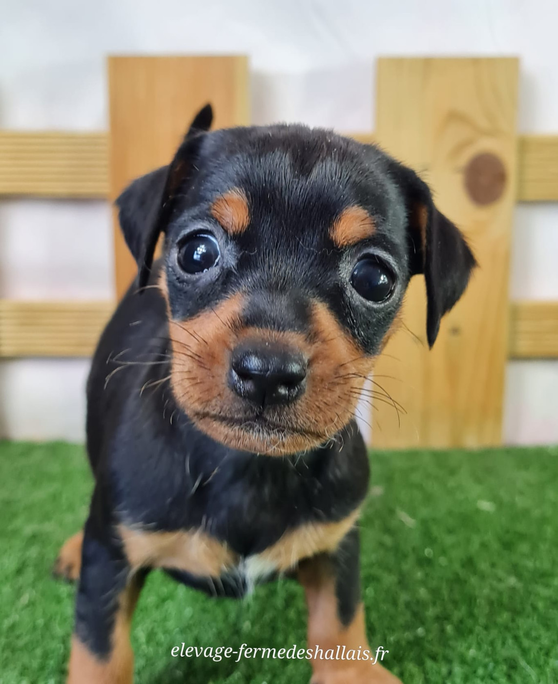 Du Mont De La Chenaie - Chiots disponibles - Pinscher nain