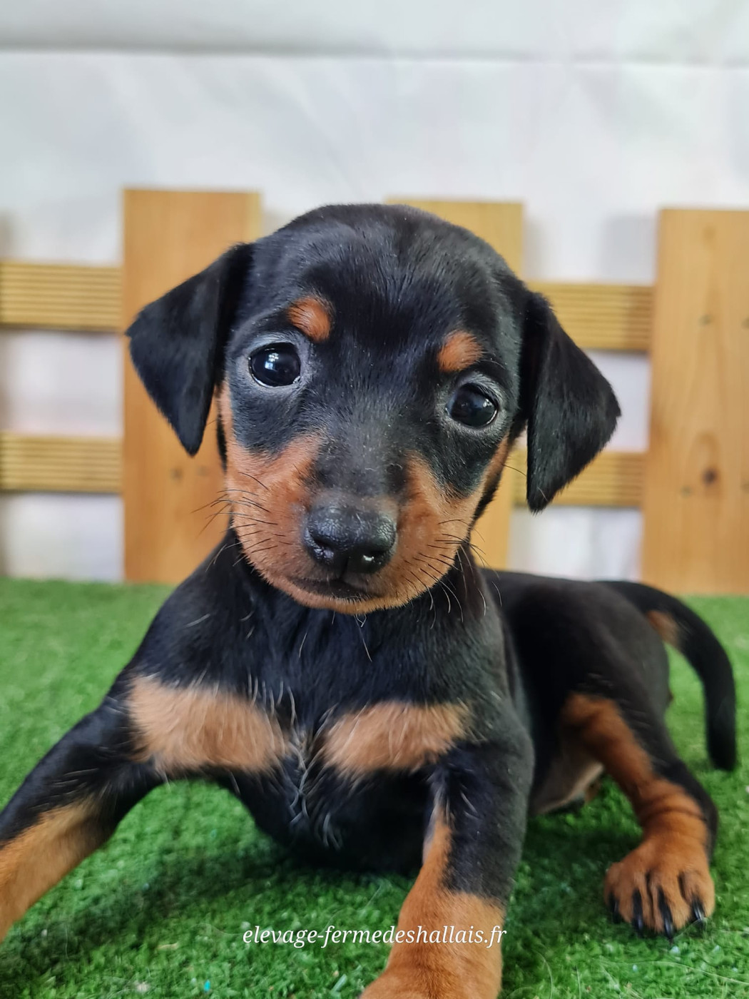 Du Mont De La Chenaie - Chiots disponibles - Pinscher nain