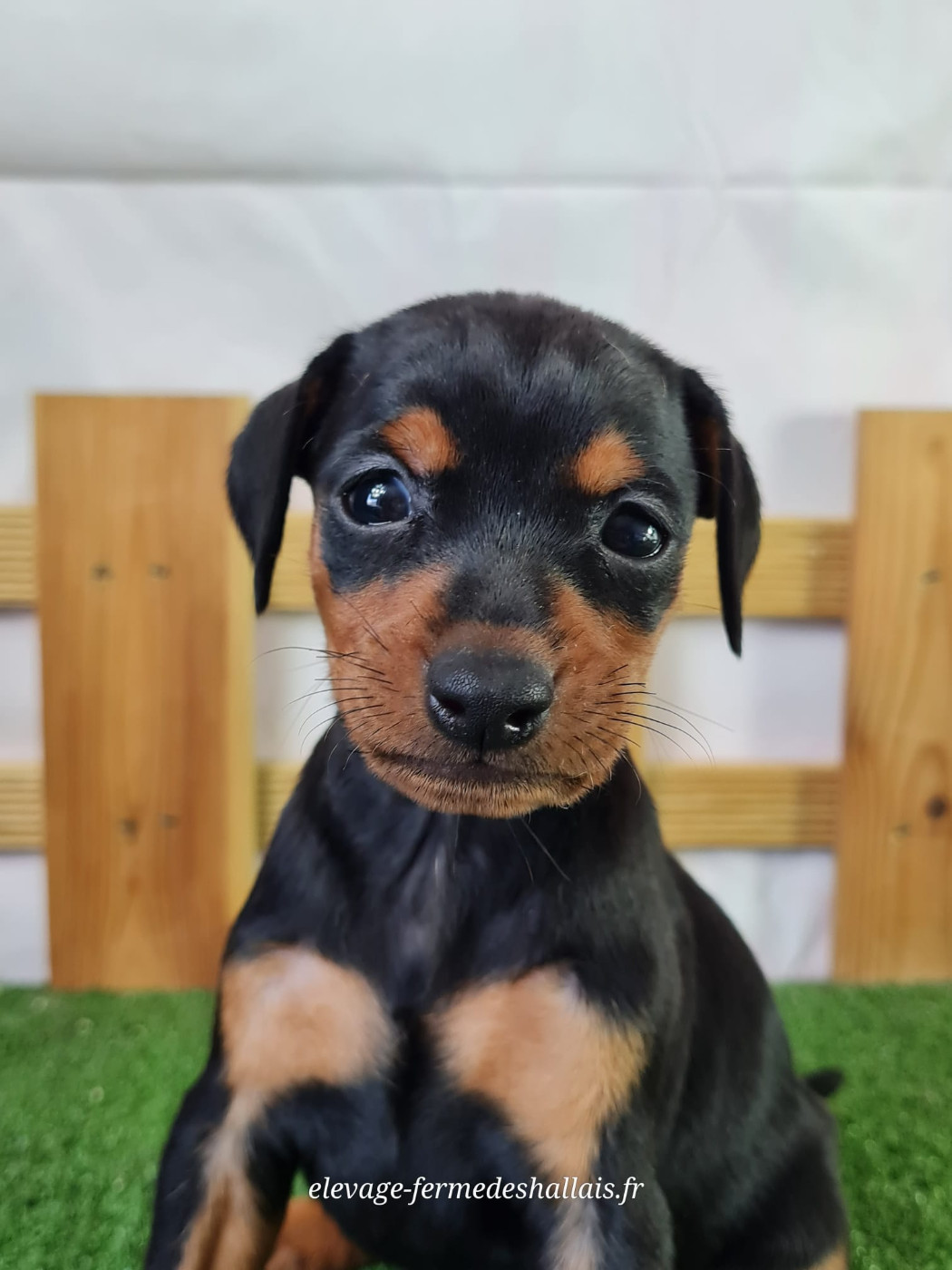 Du Mont De La Chenaie - Chiots disponibles - Pinscher nain