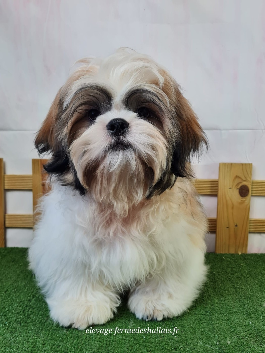 Du Mont De La Chenaie - Chiots disponibles - Shih Tzu