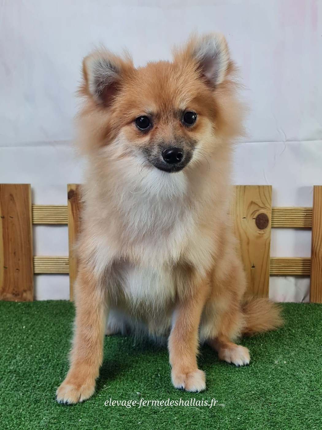 Du Mont De La Chenaie - Chiots disponibles - Spitz allemand