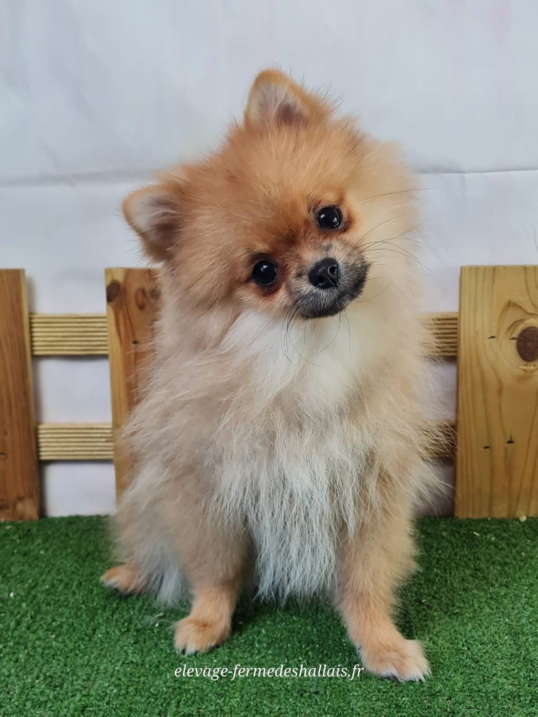 Du Mont De La Chenaie - Chiots disponibles - Spitz allemand