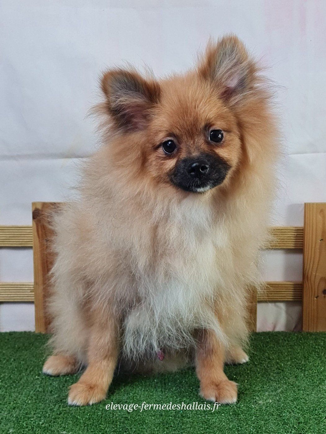 Du Mont De La Chenaie - Chiots disponibles - Spitz allemand