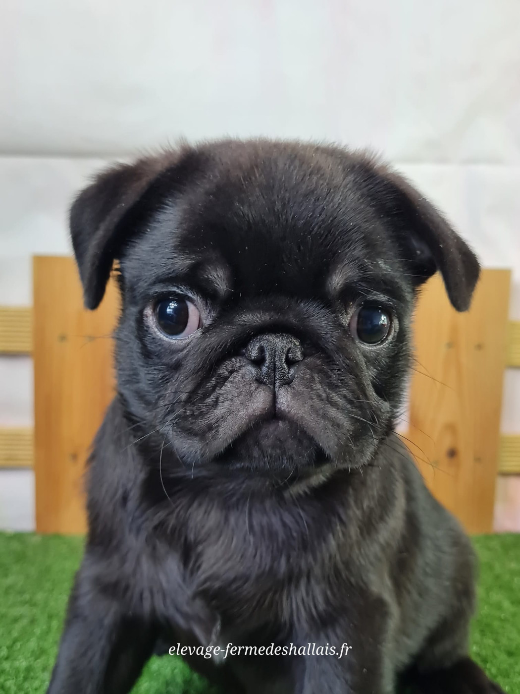 Du Mont De La Chenaie - Chiots disponibles - Carlin