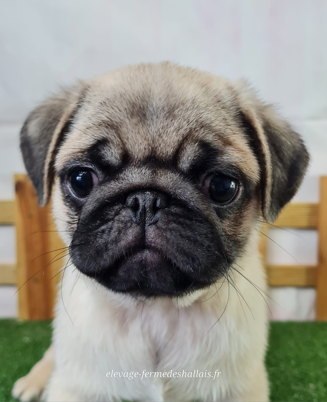 Du Mont De La Chenaie - Chiots disponibles - Carlin