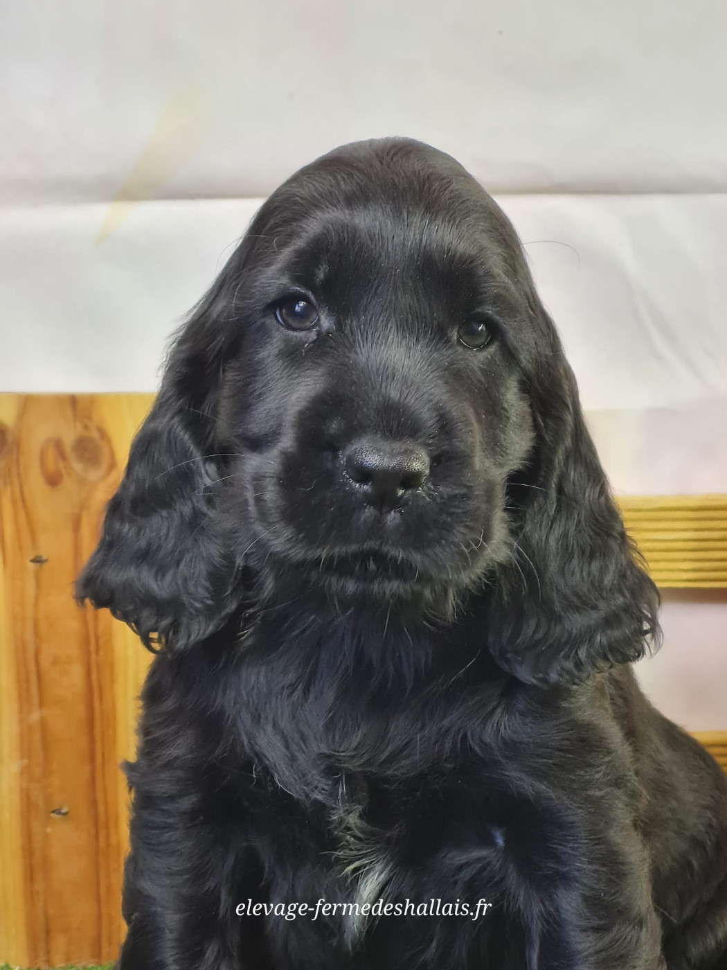 Du Mont De La Chenaie - Chiots disponibles - Cocker Spaniel Anglais