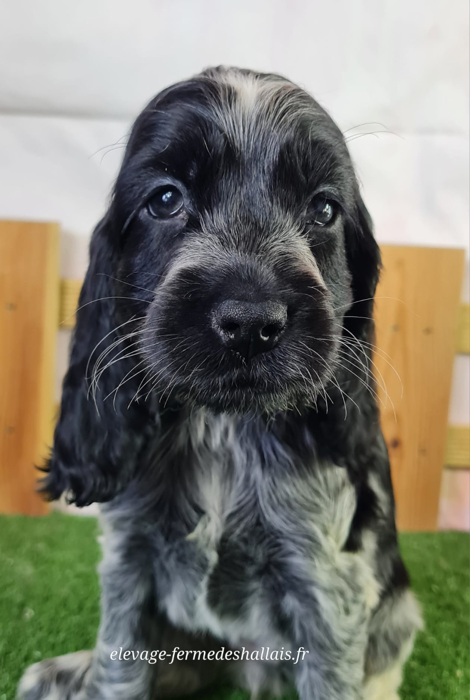 Du Mont De La Chenaie - Chiots disponibles - Cocker Spaniel Anglais