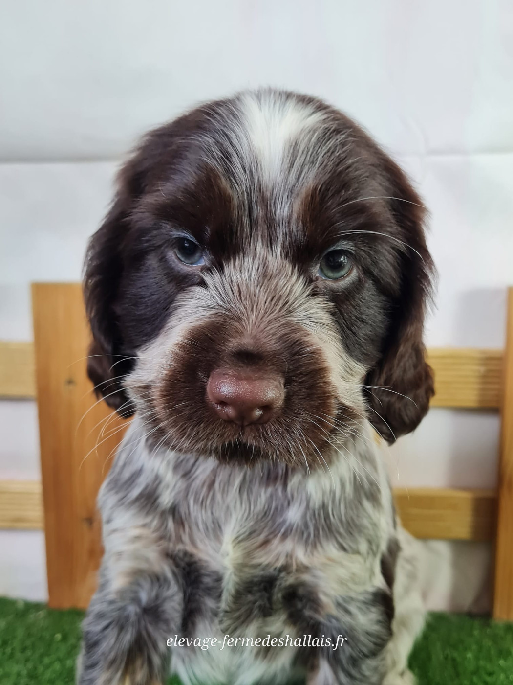 Du Mont De La Chenaie - Chiots disponibles - Cocker Spaniel Anglais