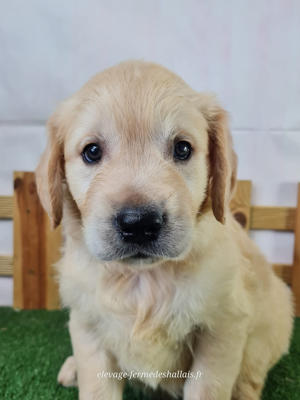 Du Mont De La Chenaie - Chiots disponibles - Golden Retriever