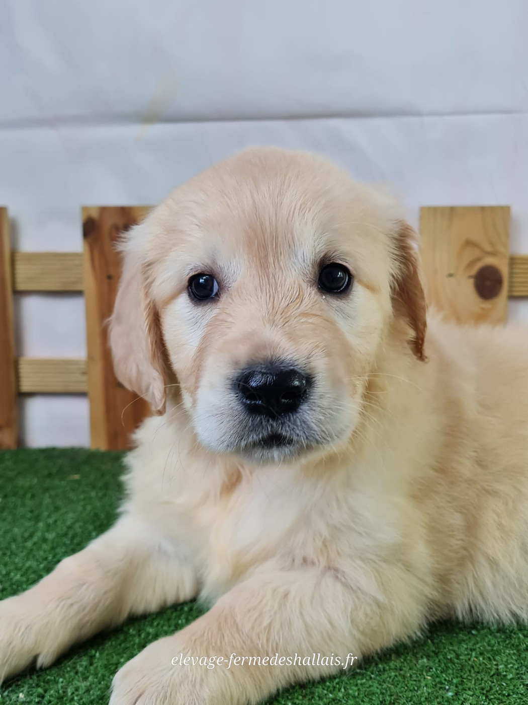 Du Mont De La Chenaie - Chiots disponibles - Golden Retriever