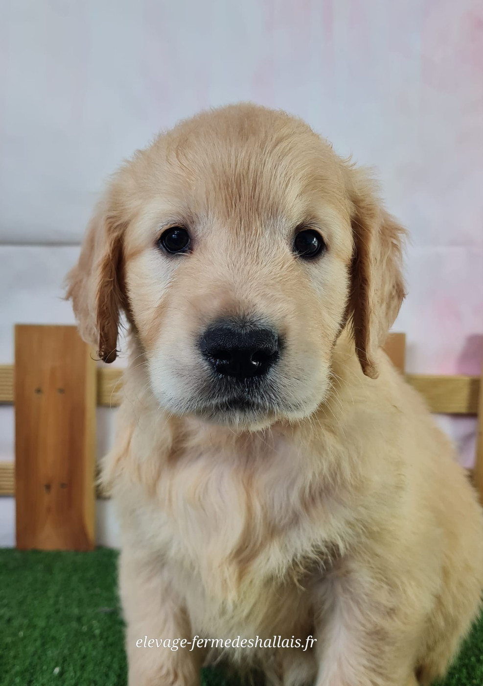 Du Mont De La Chenaie - Chiots disponibles - Golden Retriever