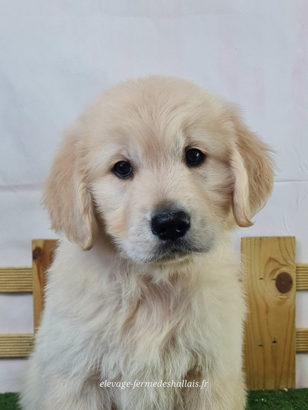 Du Mont De La Chenaie - Chiots disponibles - Golden Retriever