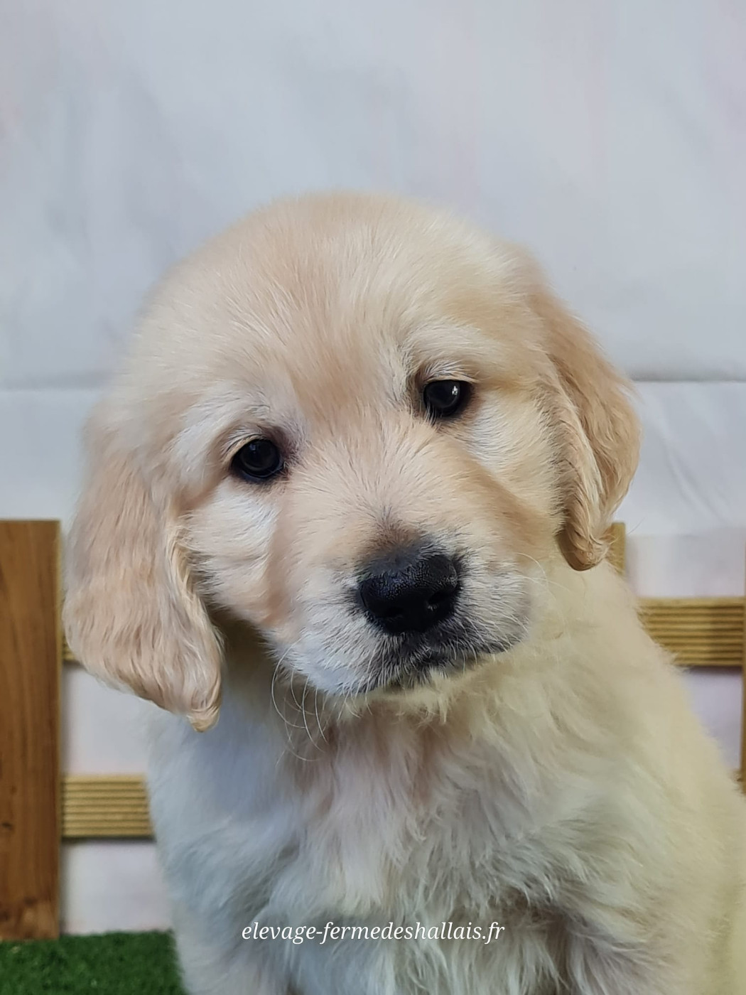 Du Mont De La Chenaie - Chiots disponibles - Golden Retriever