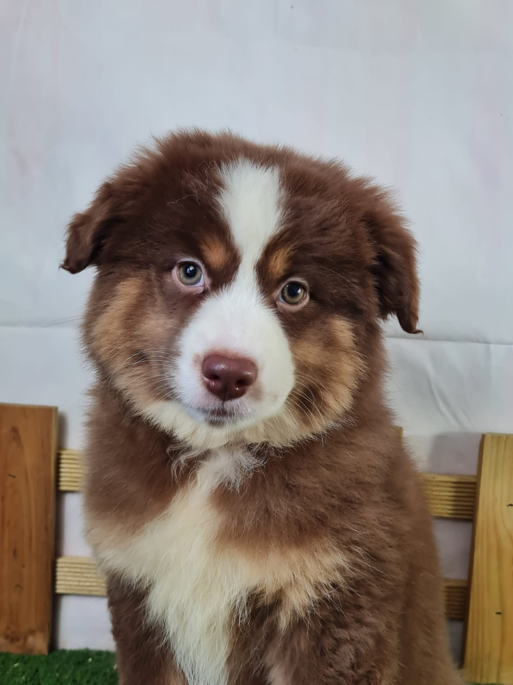 Du Mont De La Chenaie - Chiots disponibles - Berger Américain Miniature 