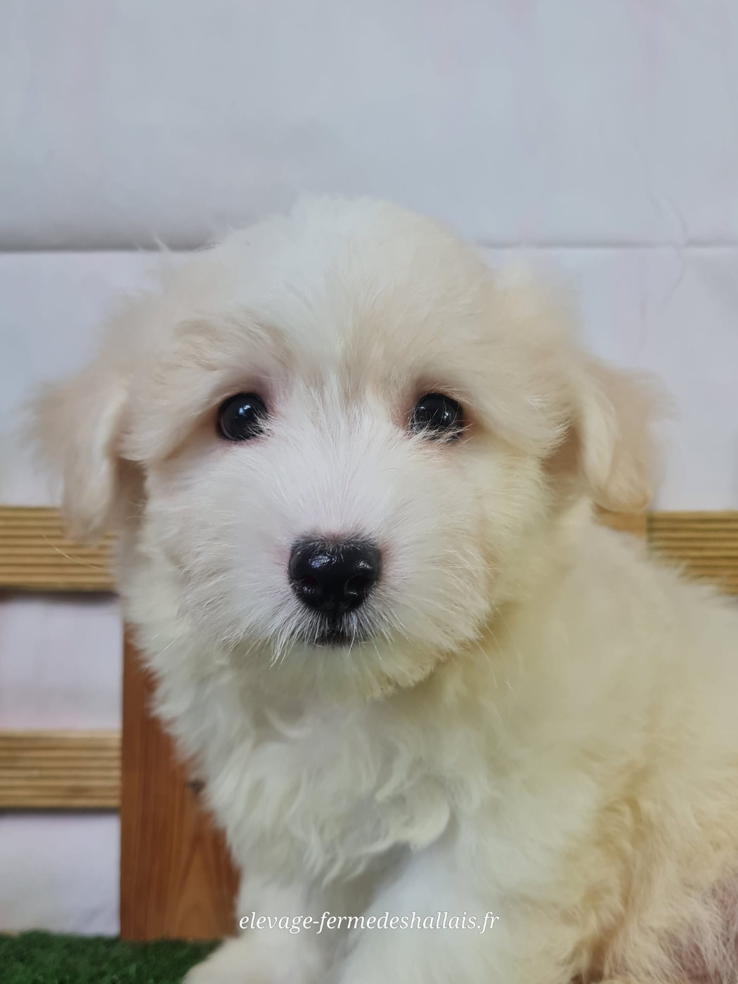 Du Mont De La Chenaie - Chiots disponibles - Coton de Tulear