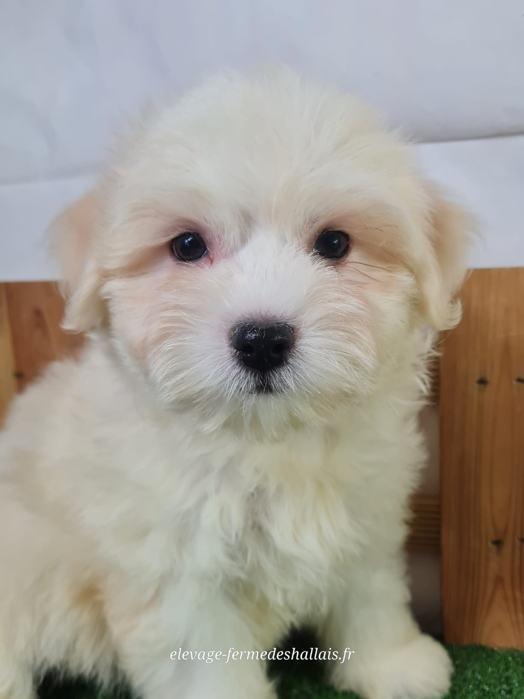 Du Mont De La Chenaie - Chiots disponibles - Coton de Tulear