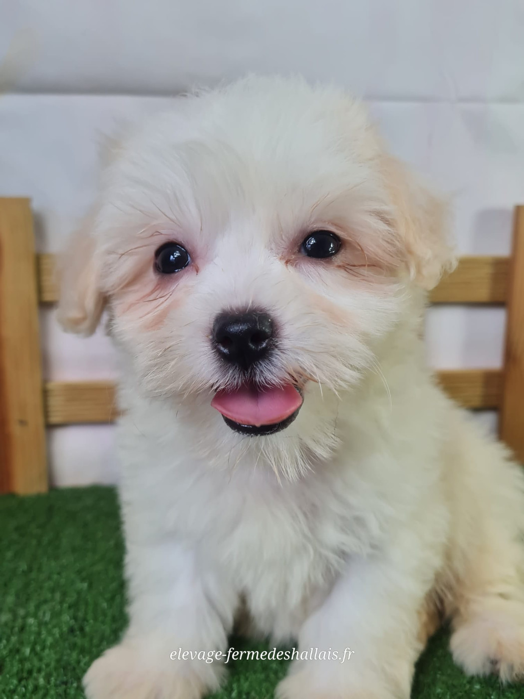 Du Mont De La Chenaie - Chiots disponibles - Coton de Tulear