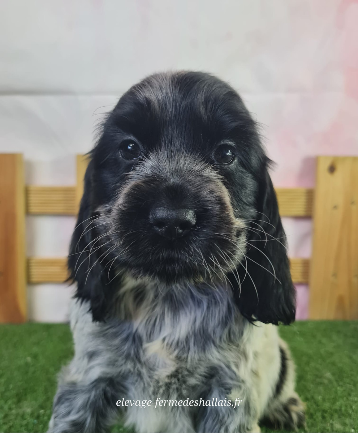 Du Mont De La Chenaie - Chiots disponibles - Cocker Spaniel Anglais