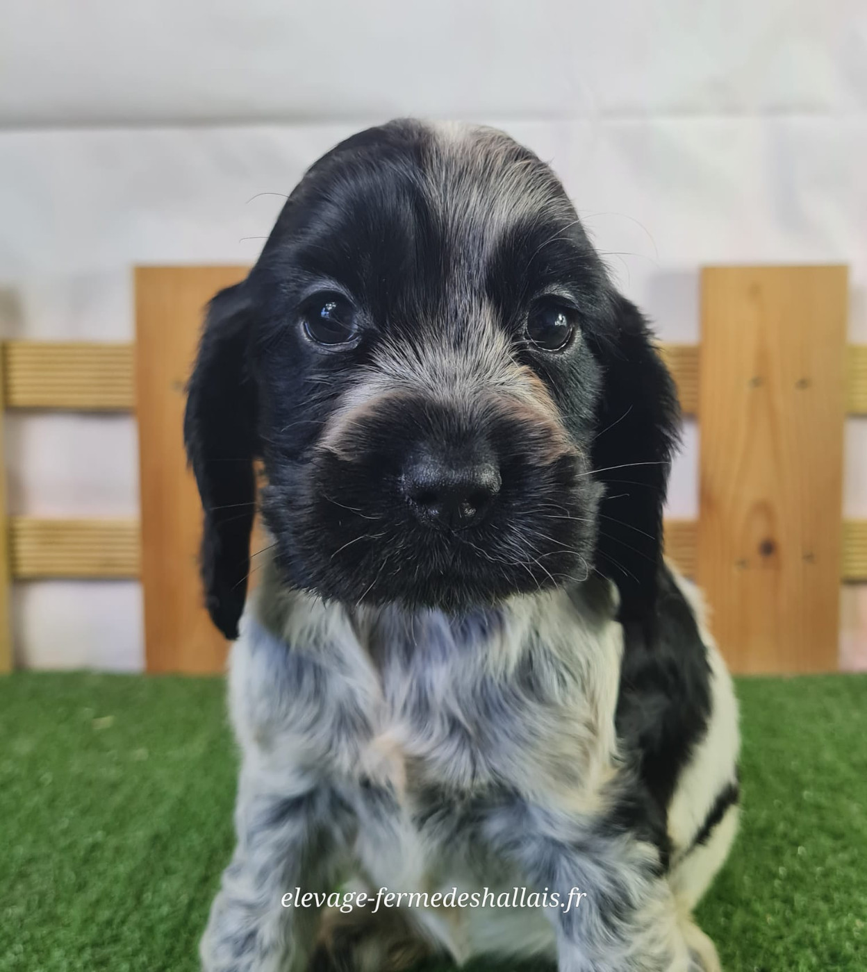 Du Mont De La Chenaie - Chiots disponibles - Cocker Spaniel Anglais