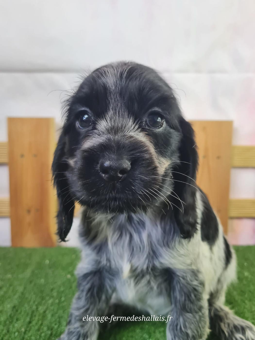 Du Mont De La Chenaie - Chiots disponibles - Cocker Spaniel Anglais