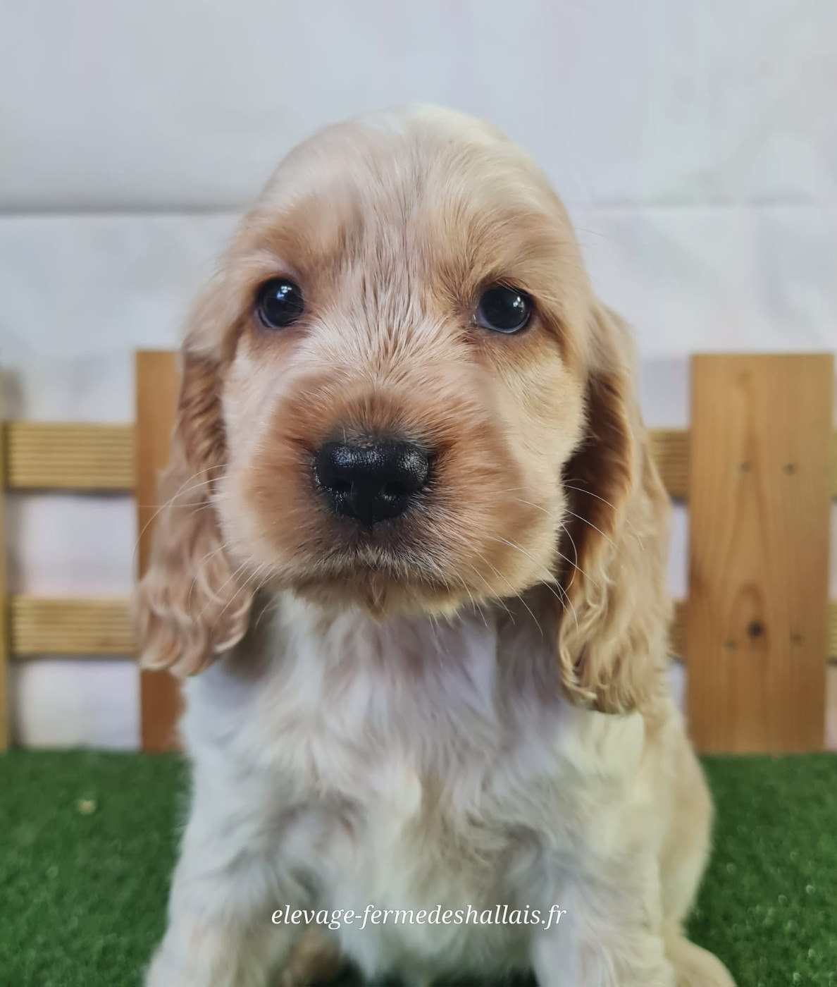 Du Mont De La Chenaie - Chiots disponibles - Cocker Spaniel Anglais