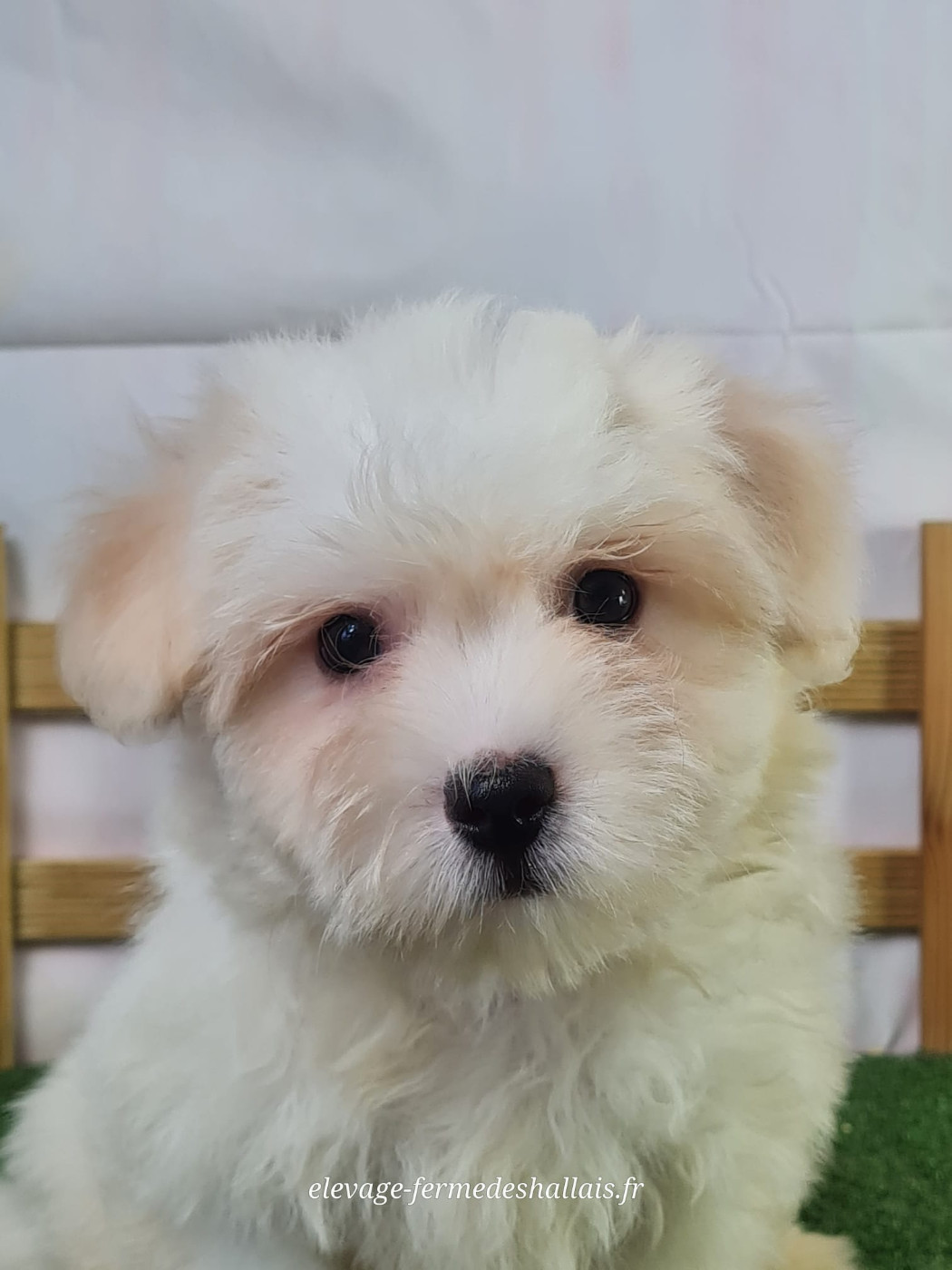 Du Mont De La Chenaie - Chiots disponibles - Coton de Tulear