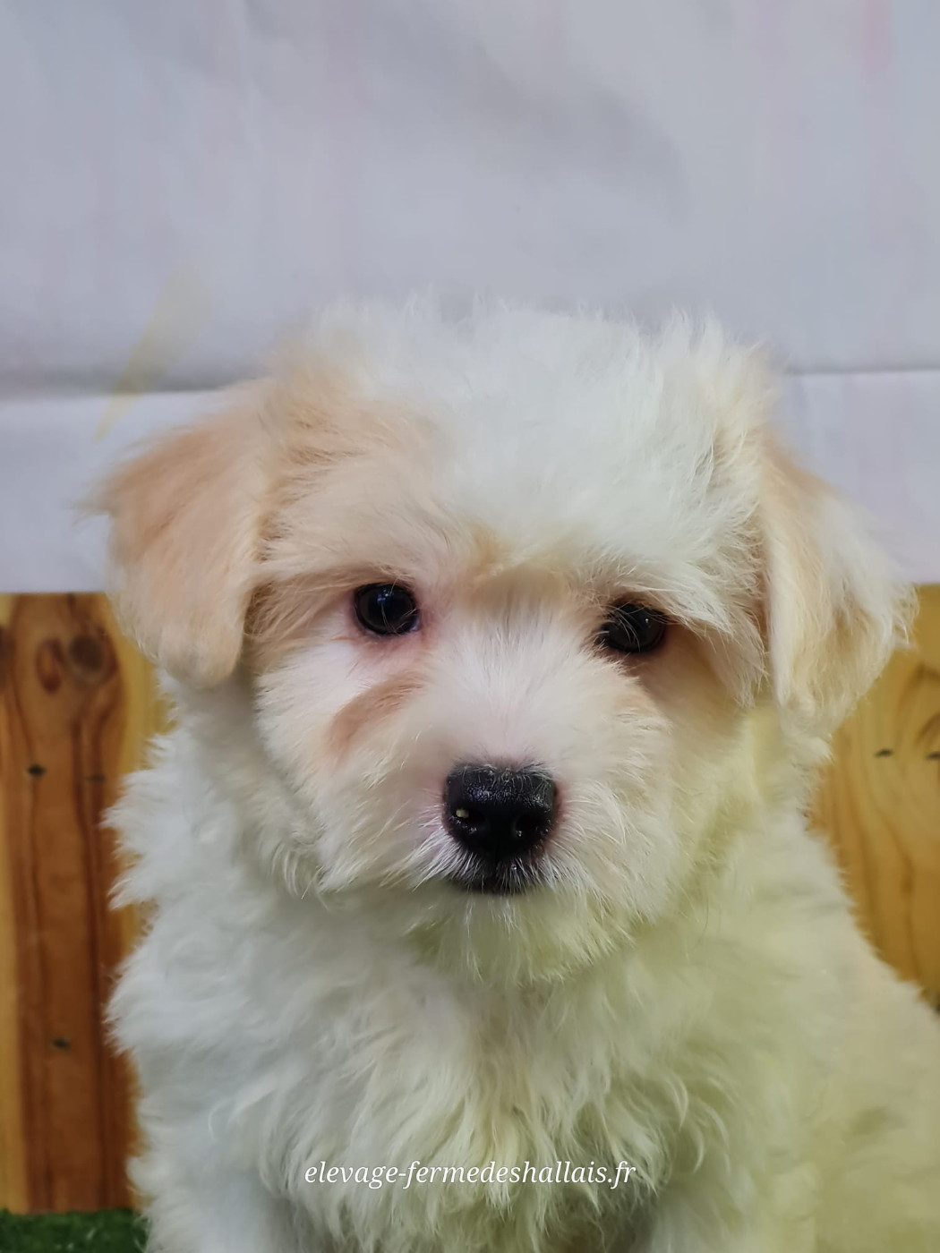 Du Mont De La Chenaie - Chiots disponibles - Coton de Tulear