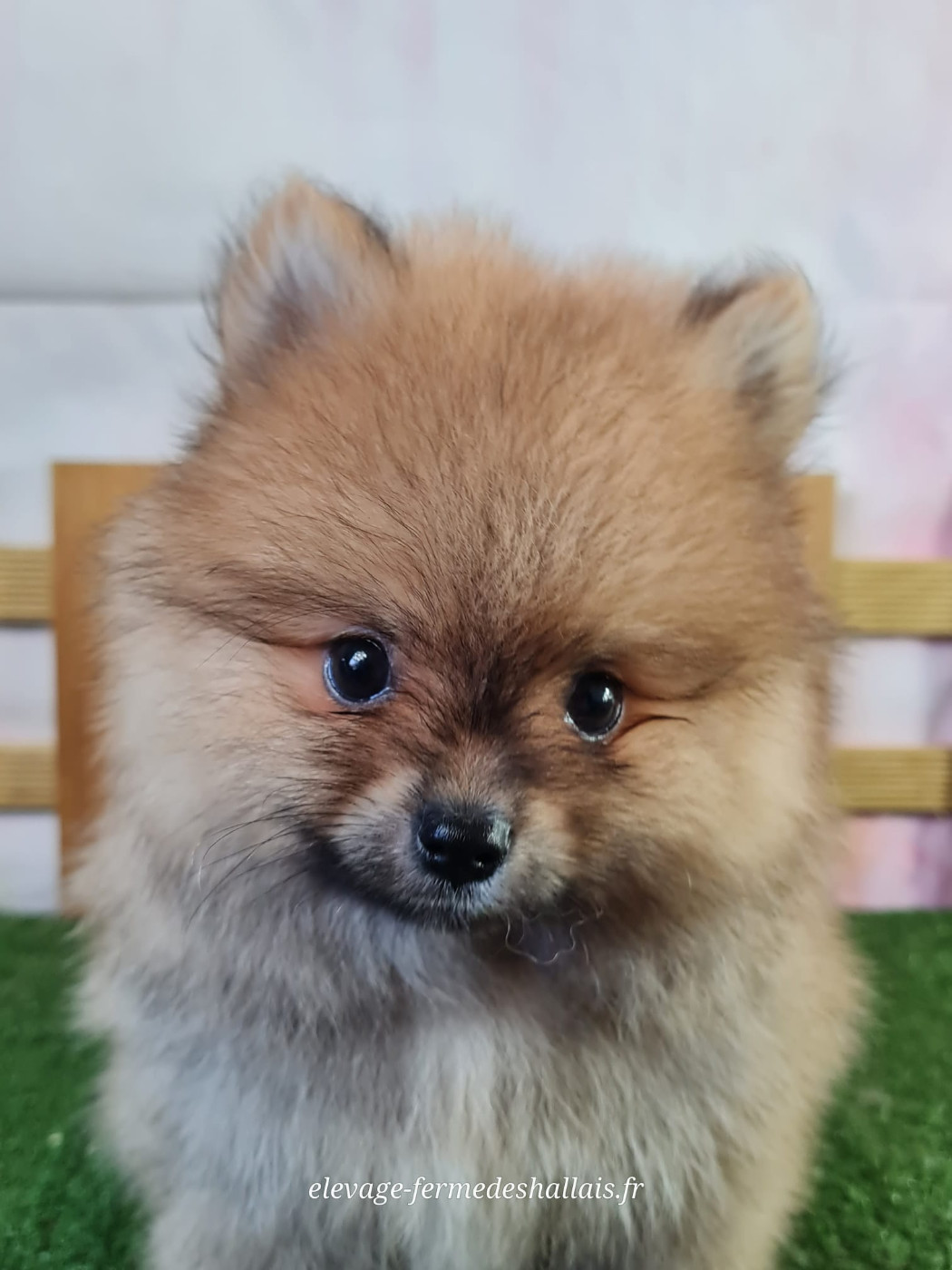 Du Mont De La Chenaie - Chiots disponibles - Spitz allemand