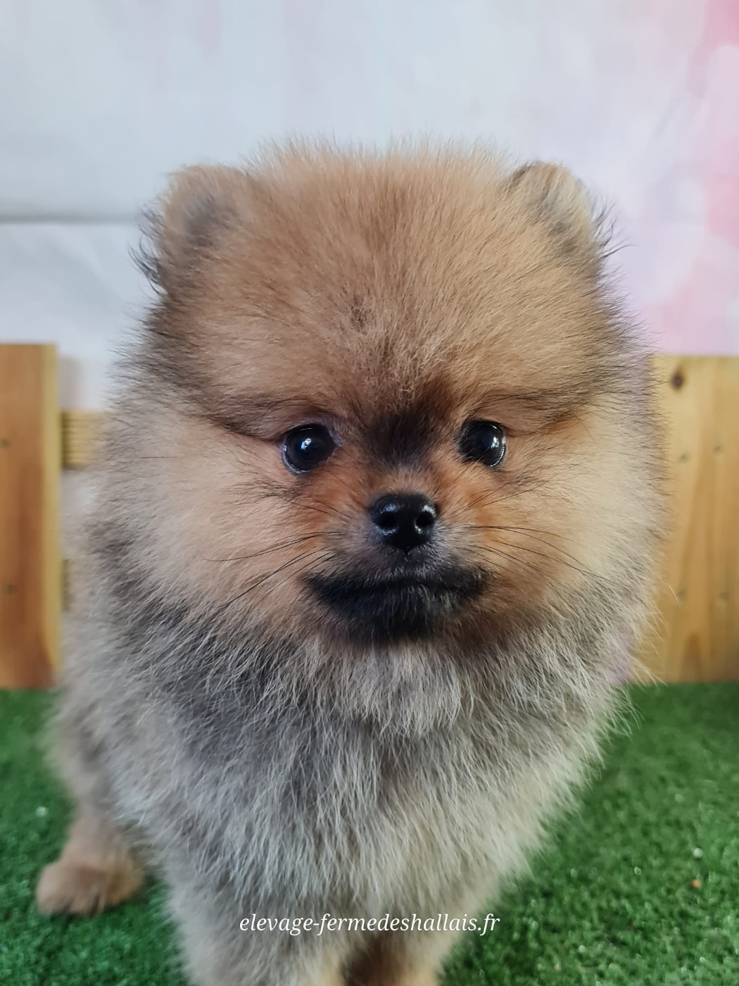 Du Mont De La Chenaie - Chiots disponibles - Spitz allemand