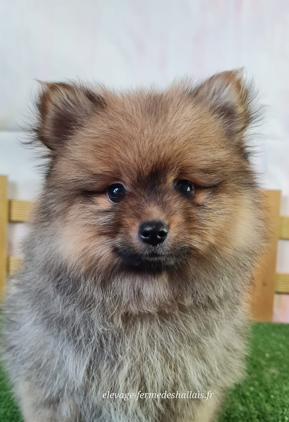 Du Mont De La Chenaie - Chiots disponibles - Spitz allemand