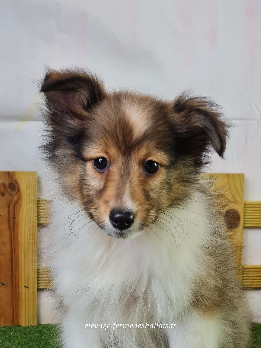 Du Mont De La Chenaie - Chiots disponibles - Shetland Sheepdog