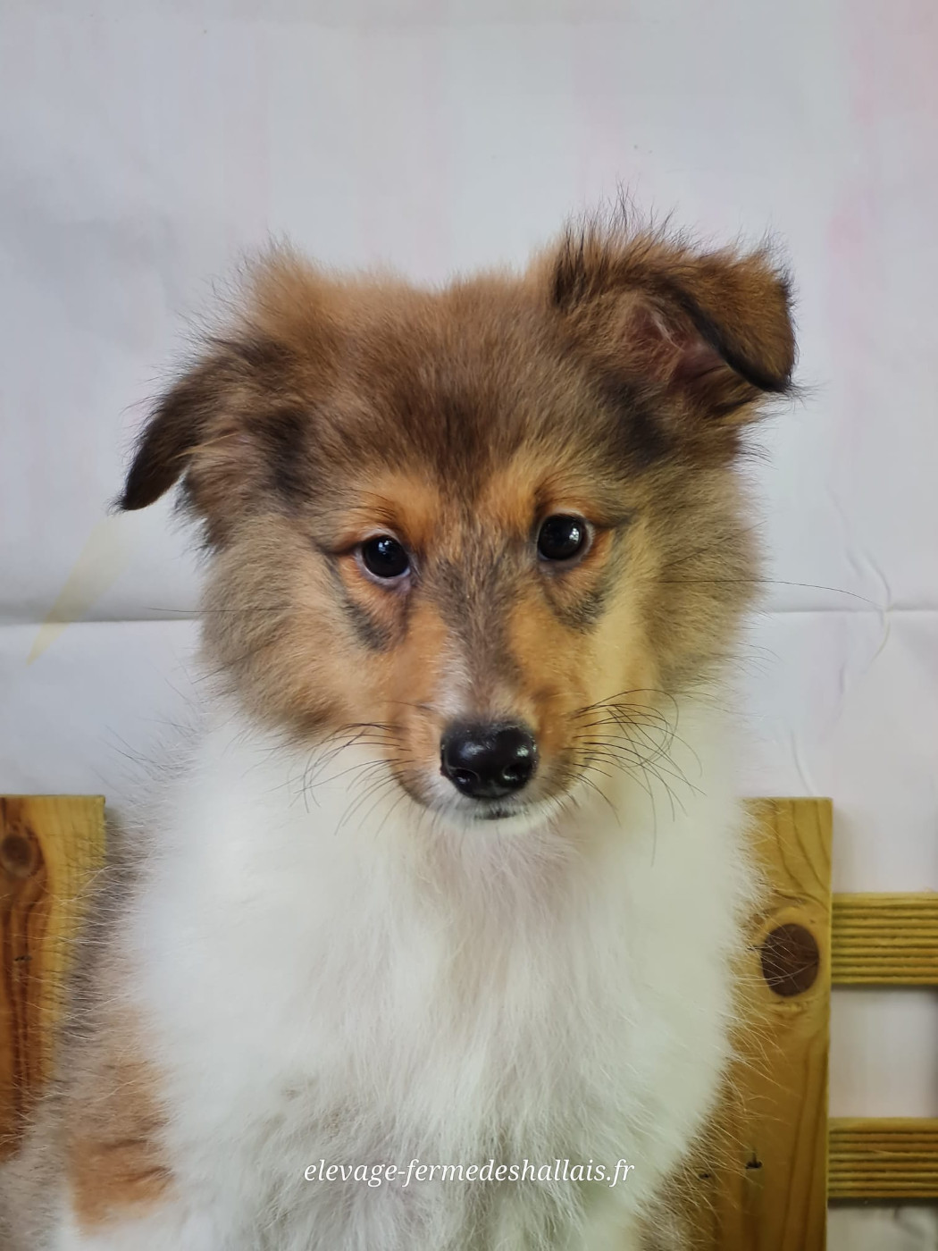 Du Mont De La Chenaie - Chiots disponibles - Shetland Sheepdog