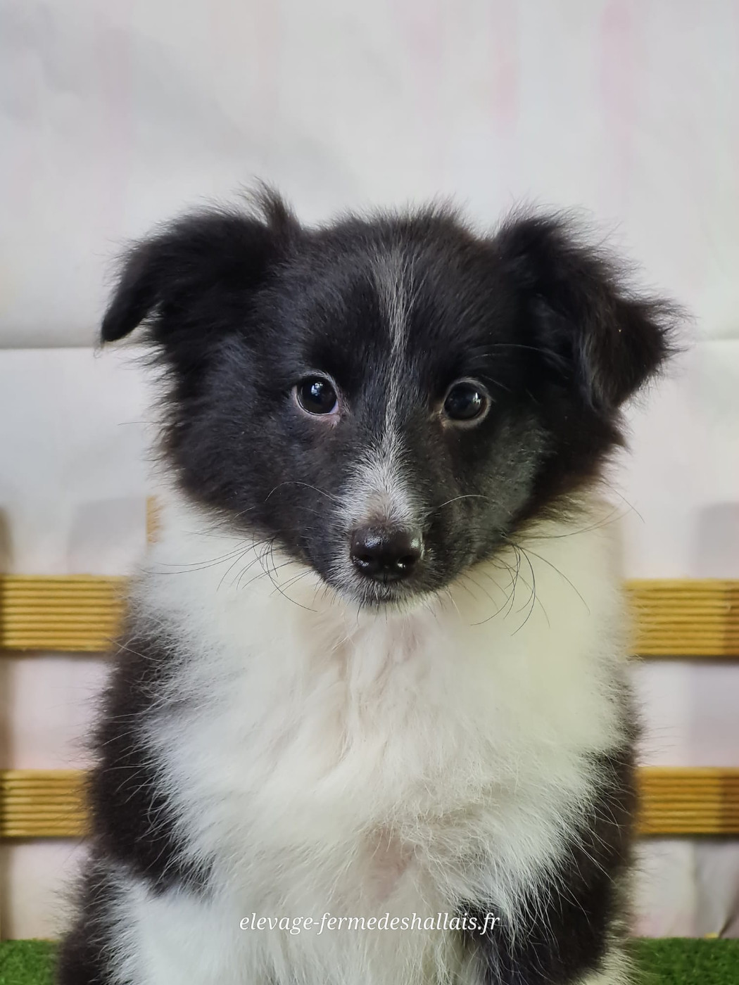 Du Mont De La Chenaie - Chiots disponibles - Shetland Sheepdog