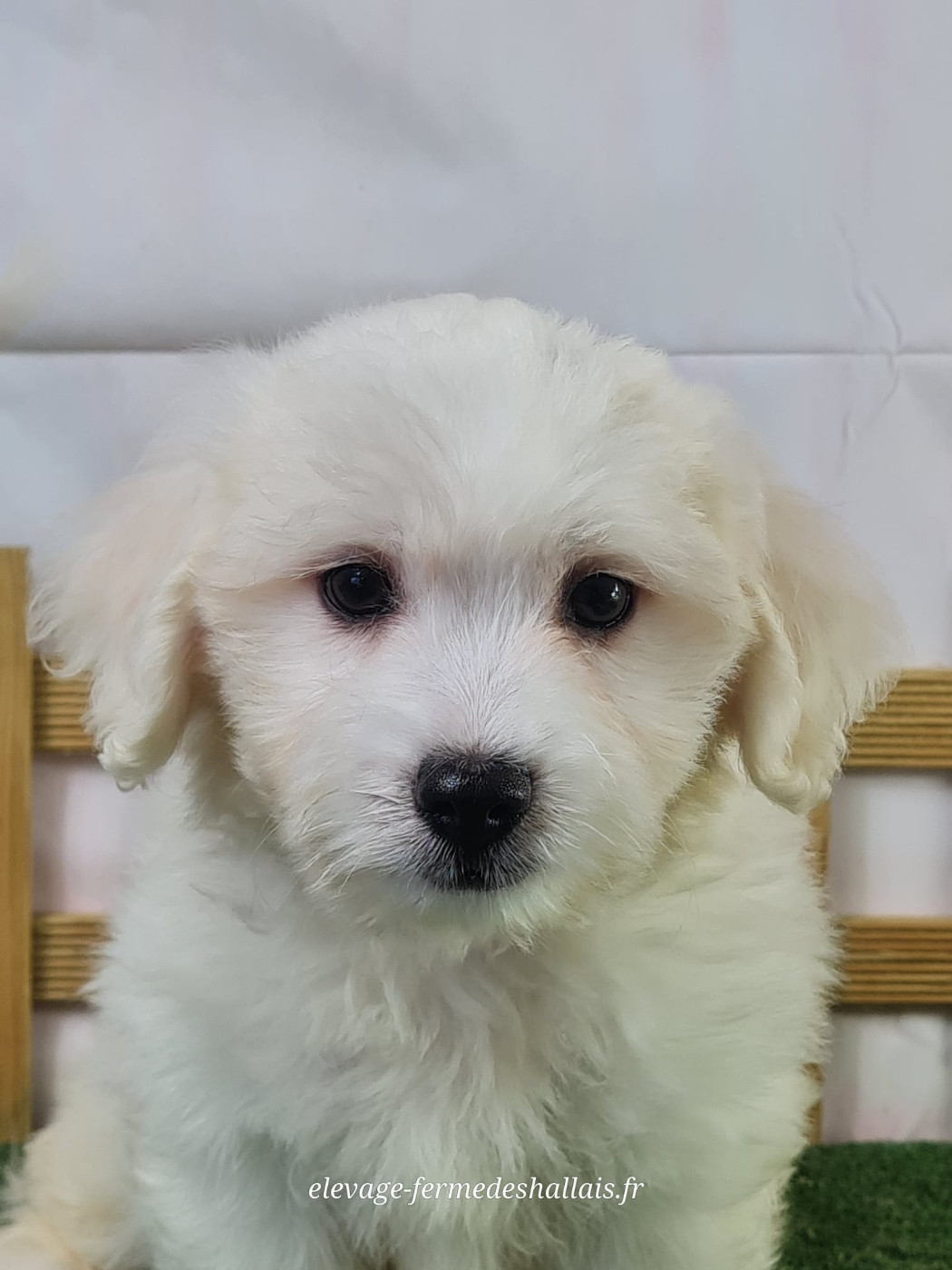 Du Mont De La Chenaie - Chiots disponibles - Coton de Tulear