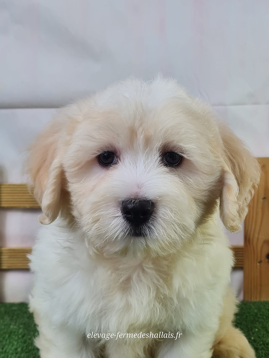 Du Mont De La Chenaie - Chiots disponibles - Coton de Tulear